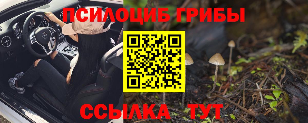 Галлюциногенные грибы Psilocybine cubensis Ливны